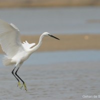 Egretta garzetta Linnaeus, 1766